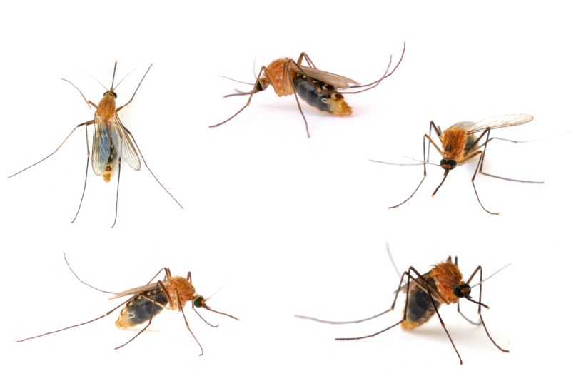 Bug And Insect Prevention Strategies