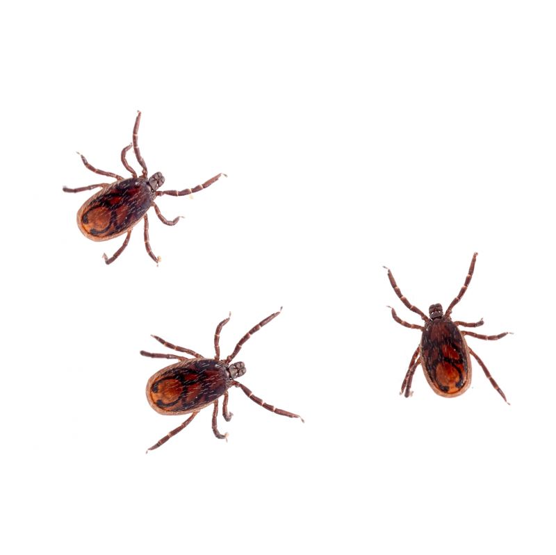Choosing A Commercial Flea And Tick Control Provider