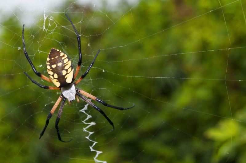 Commercial Spider Control For Offices And Retail Spaces