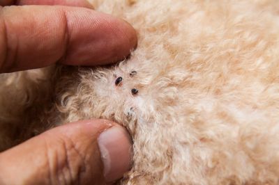 Common Flea And Tick Problems In Homes And Yards