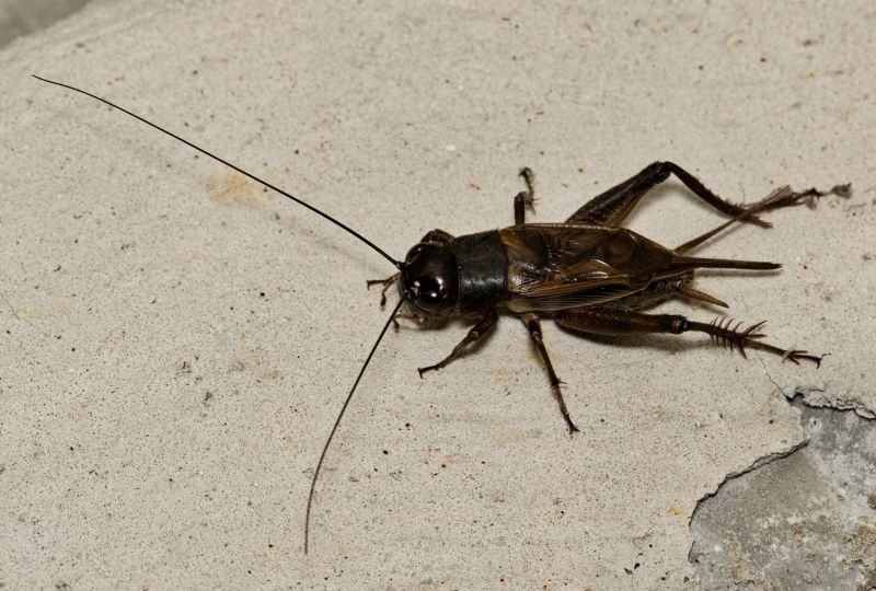 Cricket Control Strategies For Warehouses And Storage Facilities