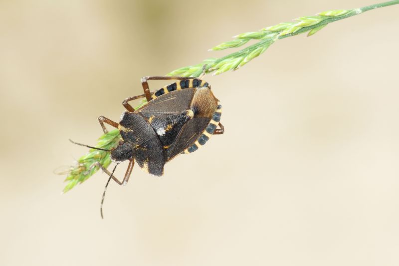 Health And Nuisance Issues Caused By Stinkbugs