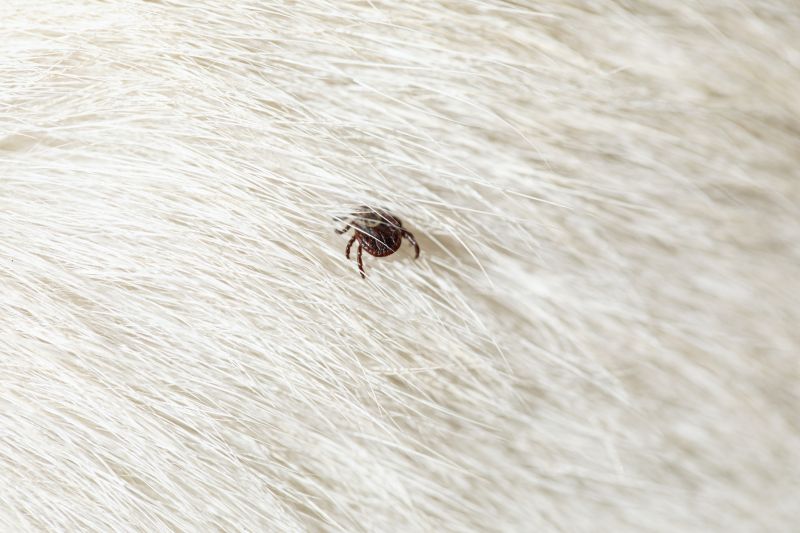 How Flea And Tick Infestations Affect Pets And People