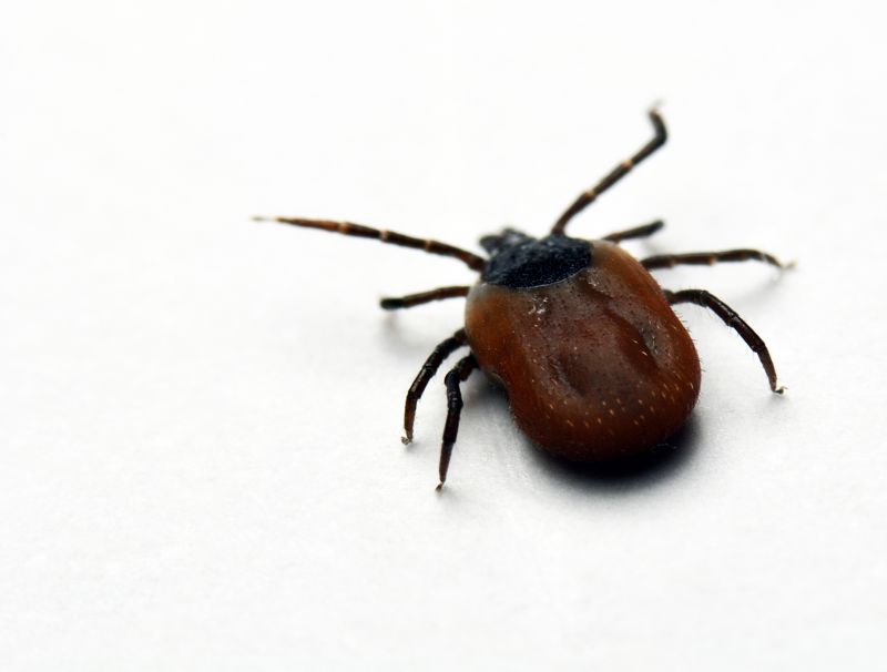 How Flea And Tick Infestations Affect Pets And People