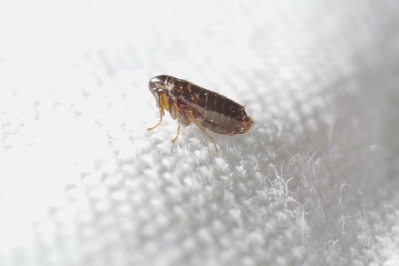 How Flea And Tick Infestations Impact Commercial Properties