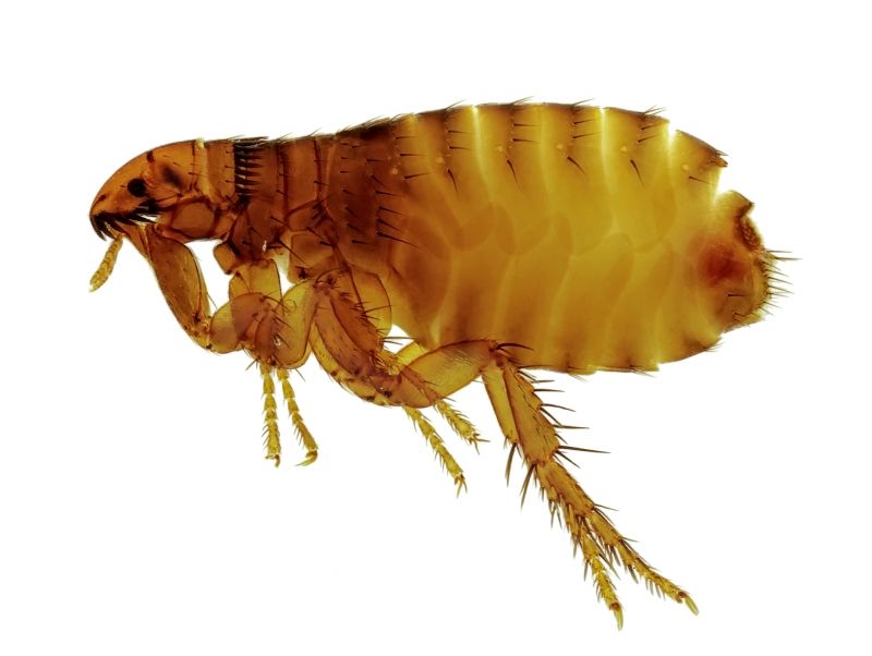 How Flea And Tick Infestations Impact Commercial Properties