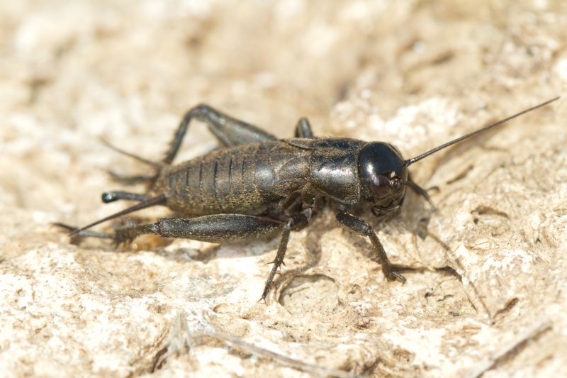 How Professional Cricket Pest Control Works