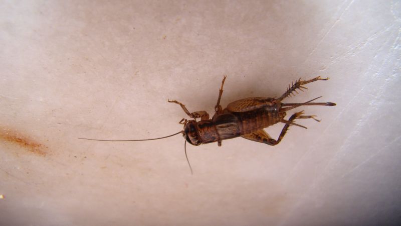How Professional Cricket Pest Control Works