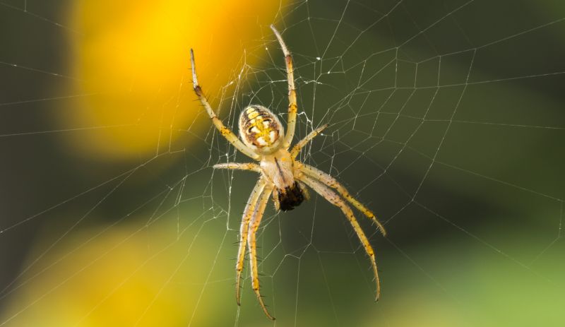 How Professional Spider Control Works