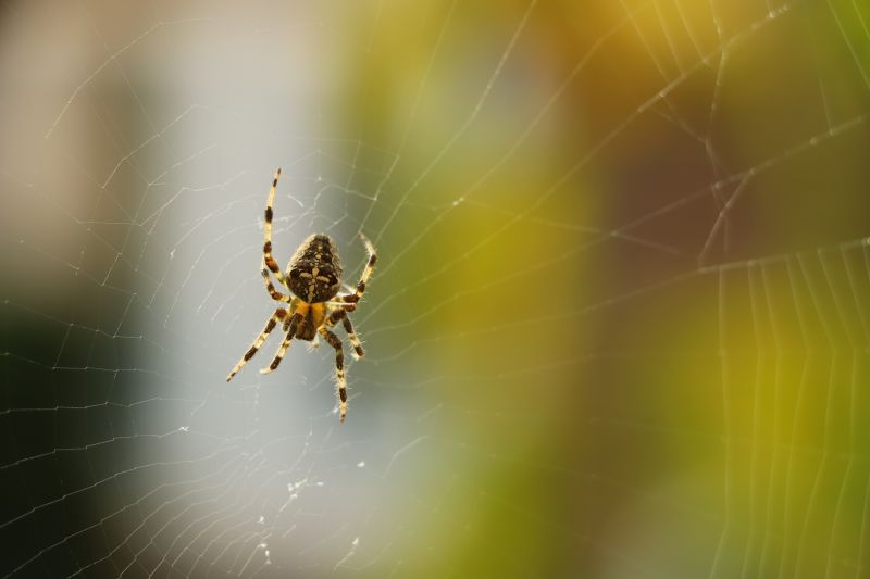 How Professional Spider Control Works