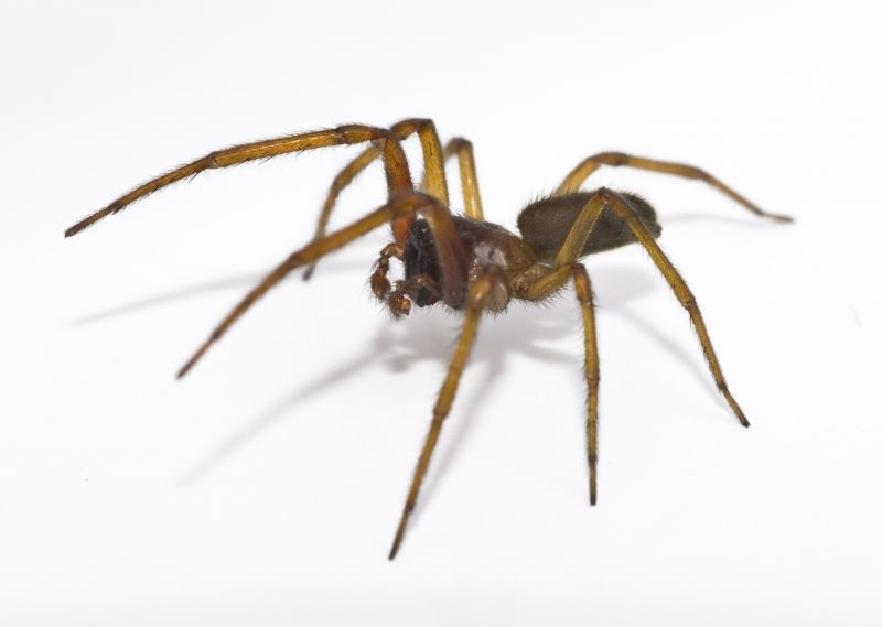 How Professional Spider Control Works