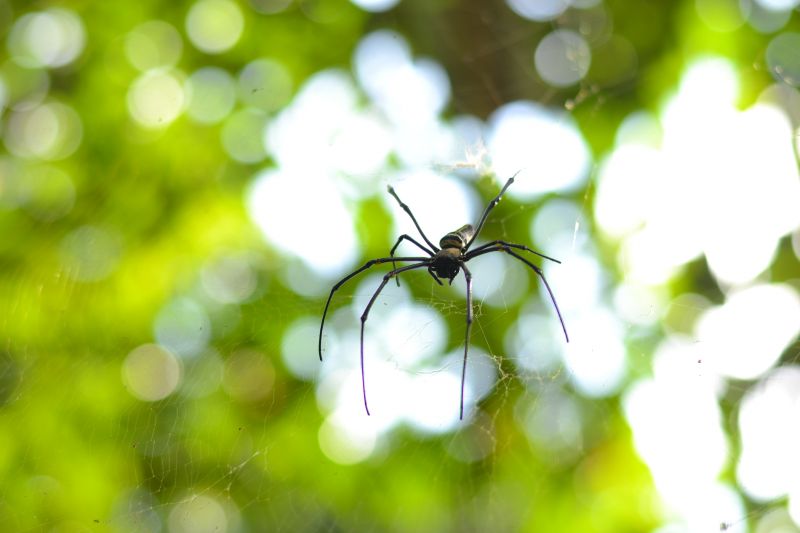 How Professional Spider Control Works