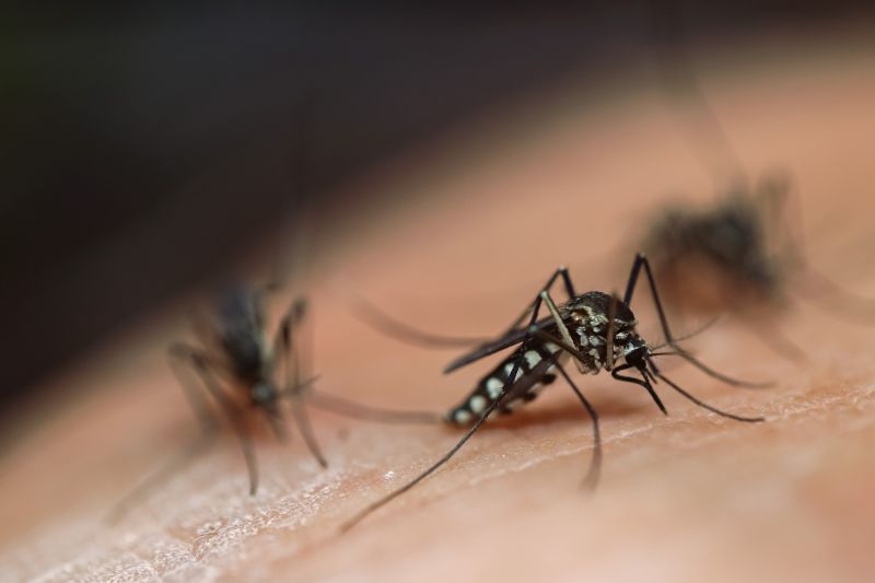 Seasonal Fly And Mosquito Activity And Prevention Strategies