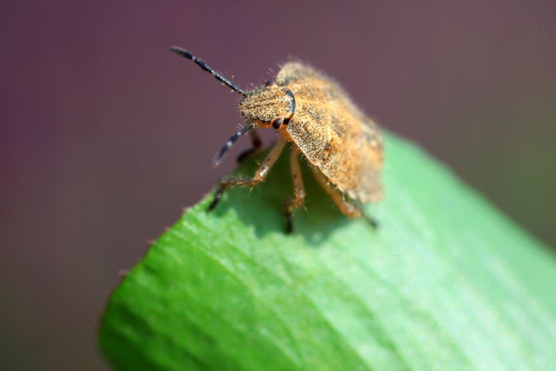 Signs You Have A Stinkbug Infestation Indoors