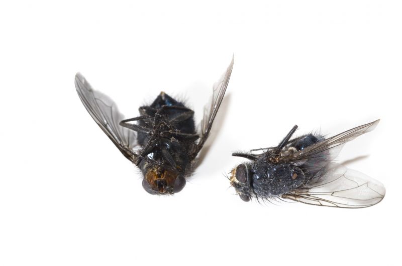 Signs Your Property Needs Professional Mosquito Or Fly Treatment