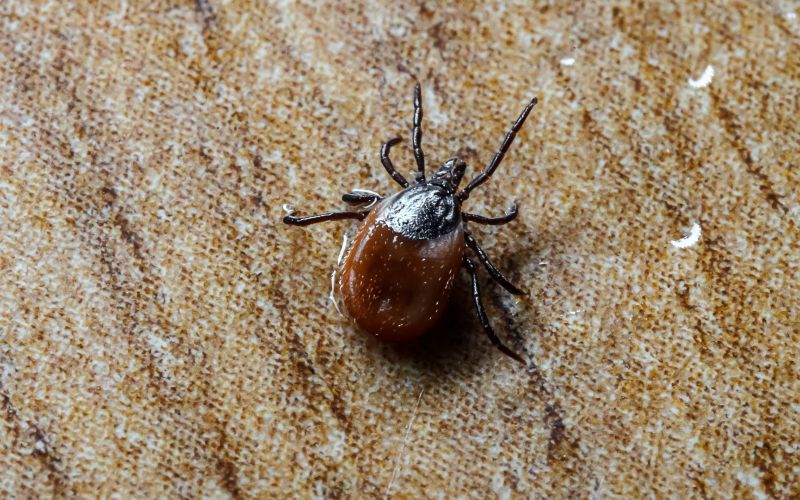 Spring Flea And Tick Solutions For Office Buildings