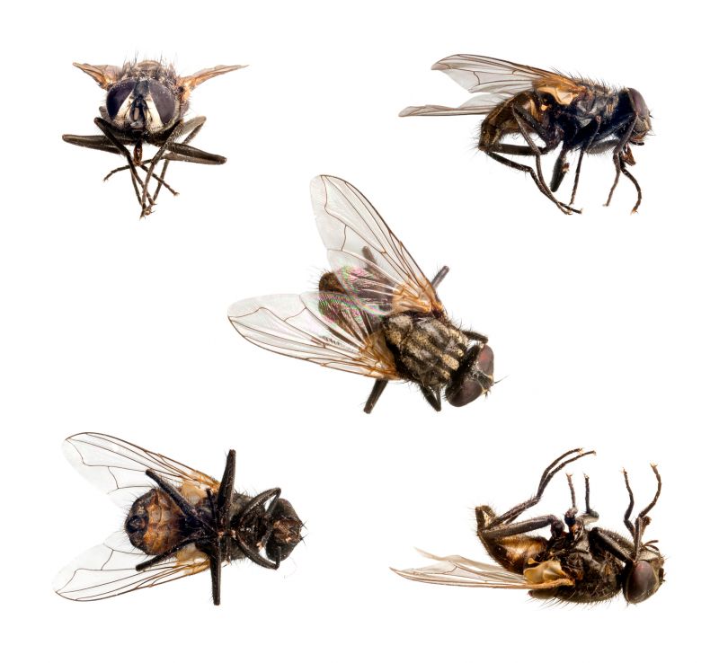 Spring Mosquito And Fly Control Solutions For Commercial Properties