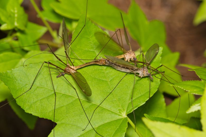 Spring Mosquito And Fly Control Solutions For Commercial Properties