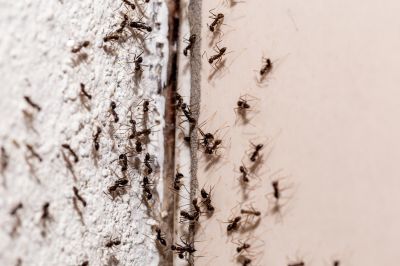 Why Ant Infestations Keep Returning Without Professional Treatment