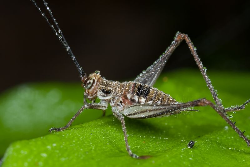 Why Commercial Spider And Cricket Control Is Important