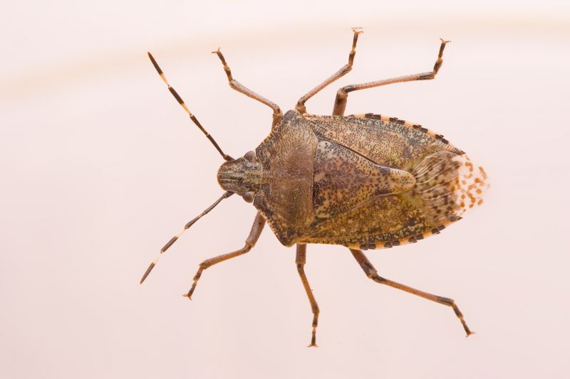 Why Professional Stinkbug Pest Control Is More Effective Than Diy Methods