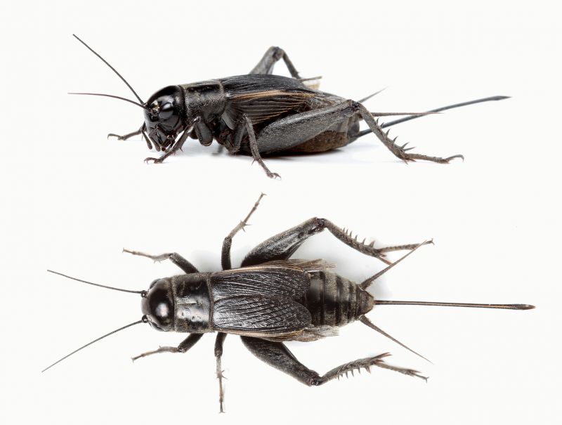Why Spiders And Crickets Invade Residential Properties