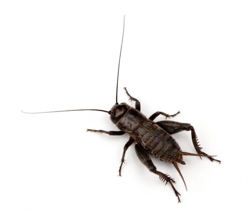Why Spiders And Crickets Invade Residential Properties