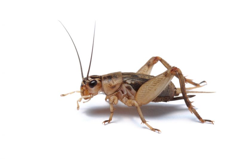 Why Spiders And Crickets Invade Residential Properties