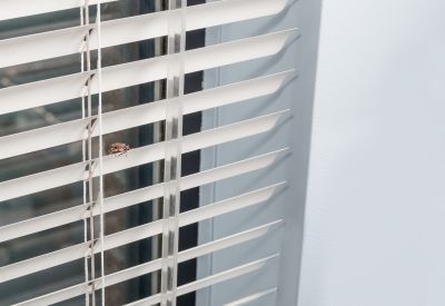 Why Stinkbugs Invade Homes And Buildings