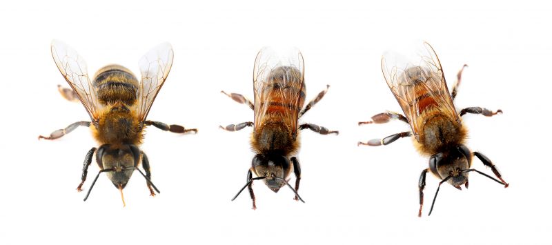 Control De Plagas De Abejas