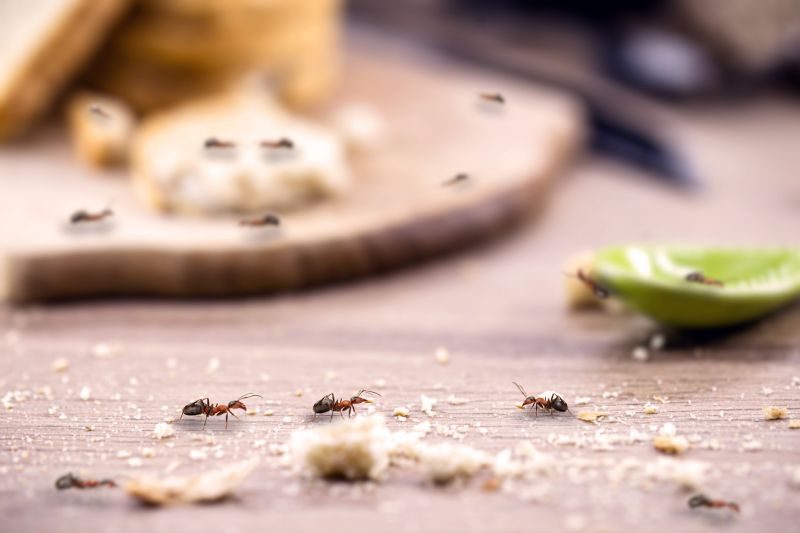 Eliminación De Hormigas